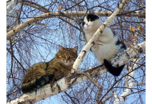 Весна коты прилетели