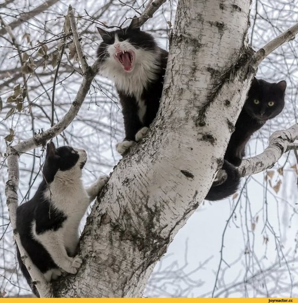 Март коты прилетели