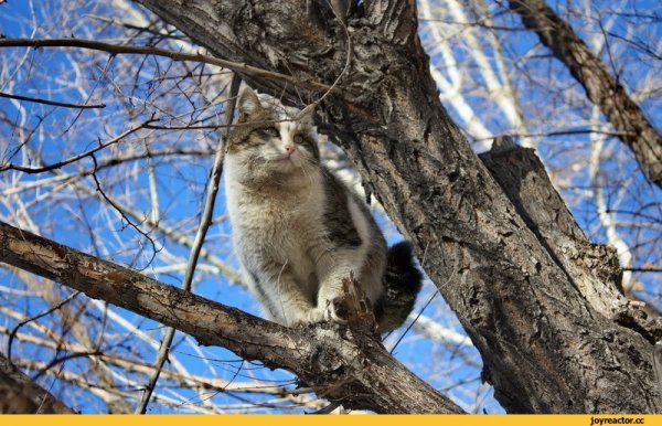 Весна март кот