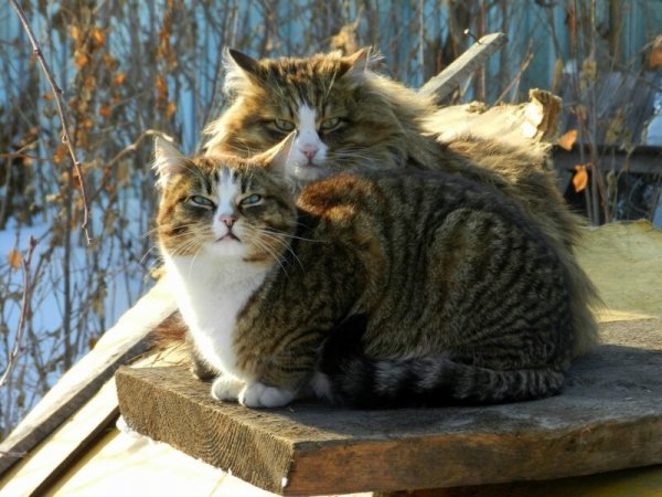 Мартовская кошка