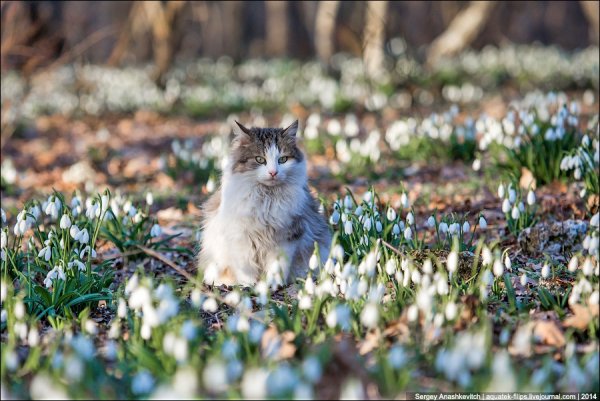 Котята весной