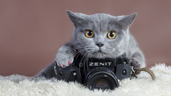 Кот с фотоаппаратом