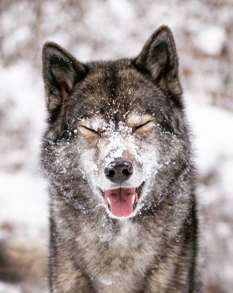 Веселые картинки волк (40 фото)
