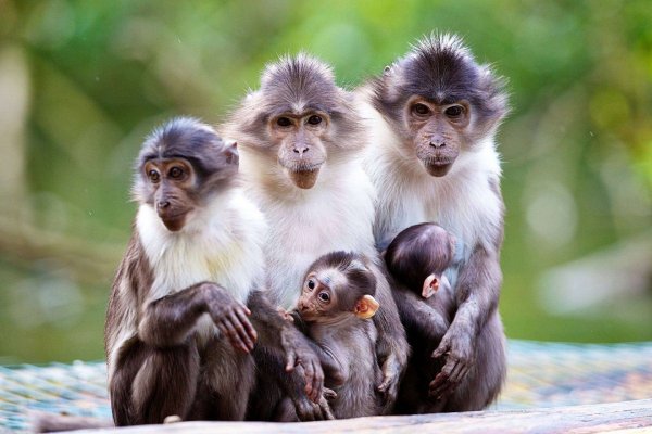 Картинки веселые обезьяны (39 фото)