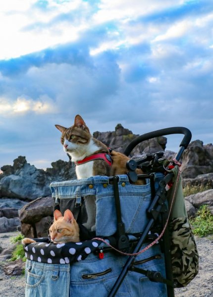 Коты путешественники
