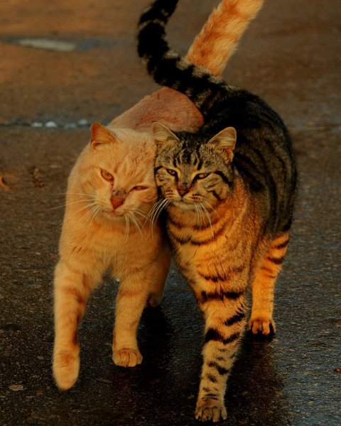 Кошки любовь
