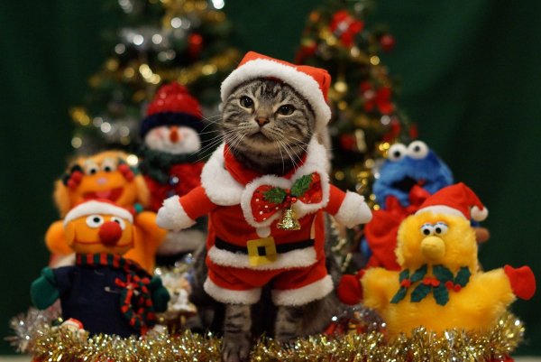 Кот новый год