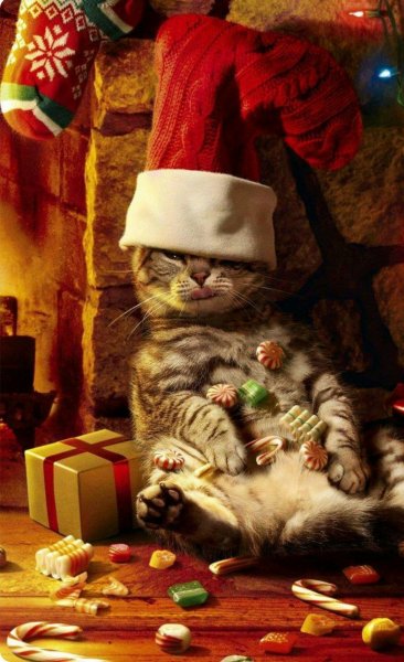 Новогодний котик