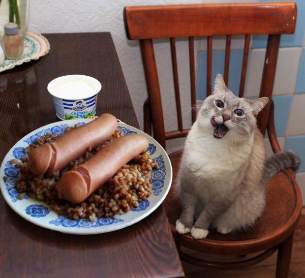 Кот с сарделькой