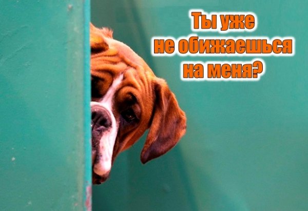 Прикольные извинения