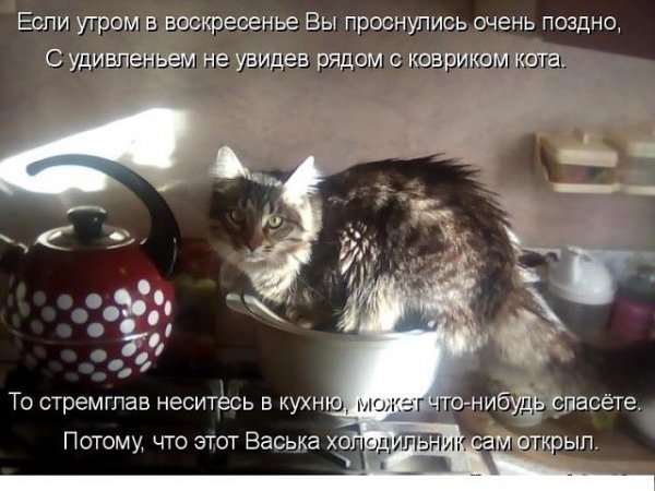 Коты в воскресенье утром