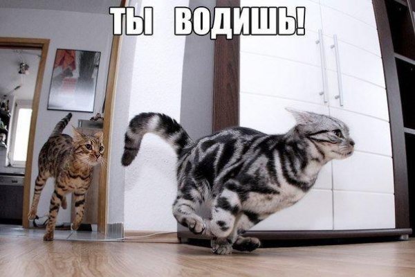 Воскресный котик
