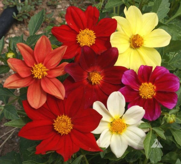 Георгины Dahlia variabilis