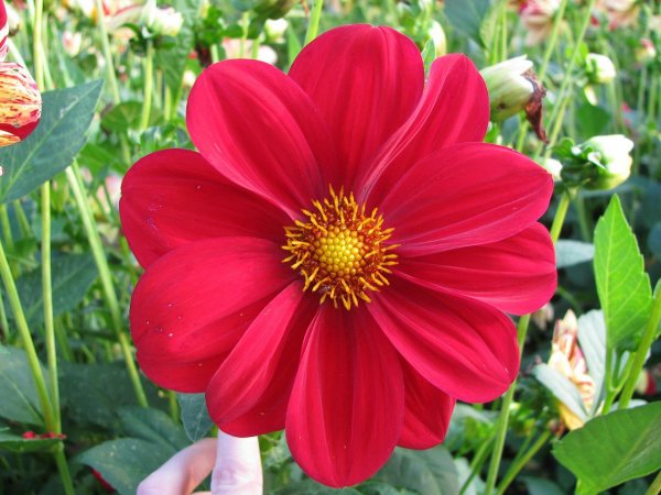Георгина летняя (Dahlia variabilis) "Coltness"
