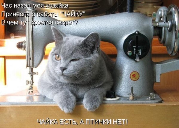 Кот и швейная машинка
