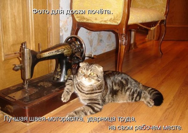 Смешная швея