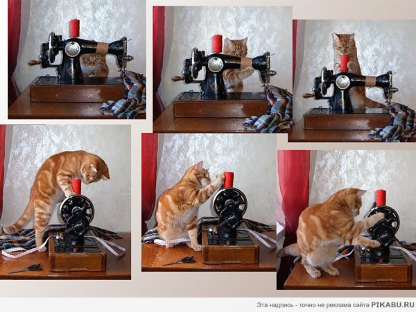 Коты и Швейные машинки