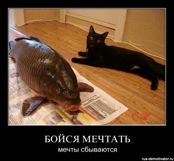 Мечты сбываются демотиватор