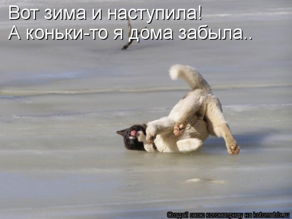 Смешные животные на льду