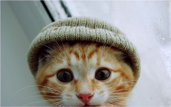 Аватарка кот
