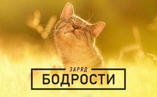 Заряд бодрости