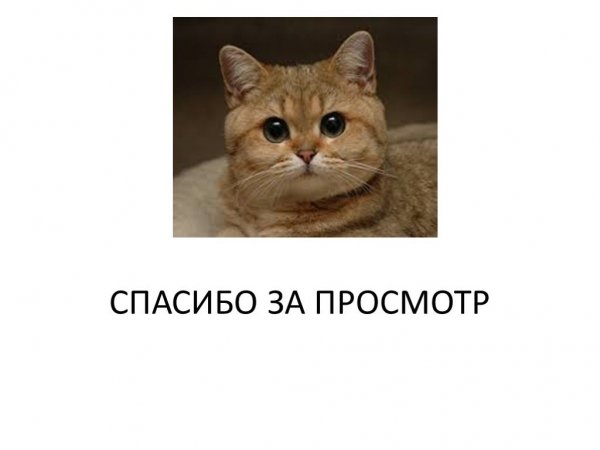 Спасибо за внимание кот