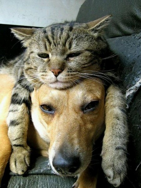 Кот обнимает собаку