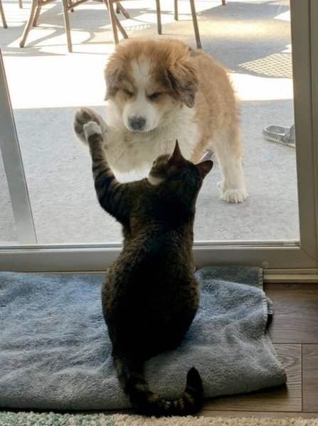 Коты и собаки