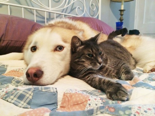 Кошки и собаки приколы