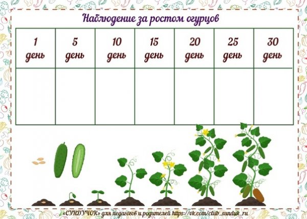Наблюдение за ростом огурца таблица
