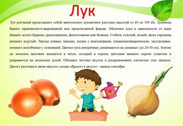 Паспорт растений огород на окне в детском саду