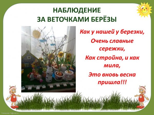 Наблюдение за ветками березы в группе