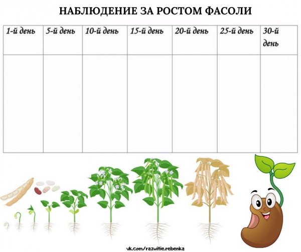 Журнал наблюдений за растениями