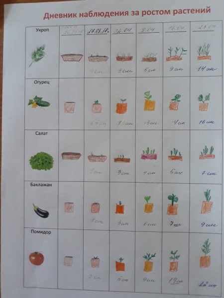 Дневник наблюдений за растениями в детском саду