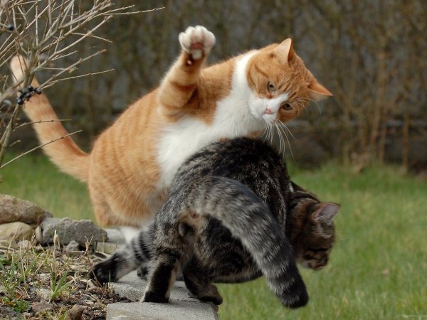 Коты дерутся