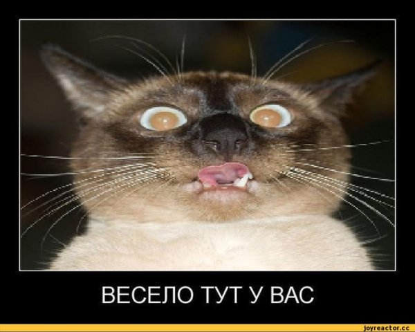 Весело тут у вас Мем