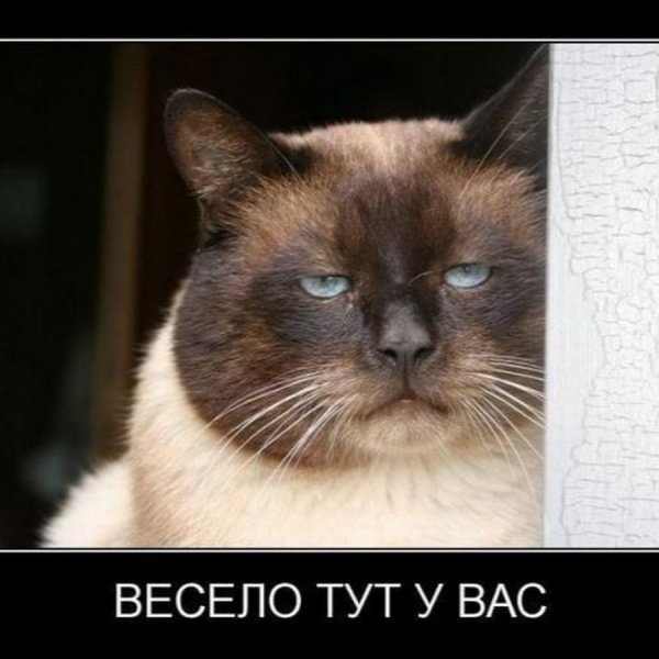 Весело тут у вас демотиватор