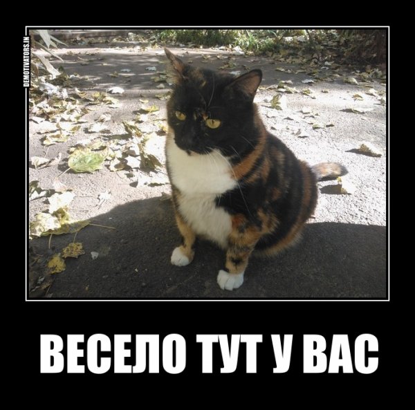 Весело тут у вас демотиватор