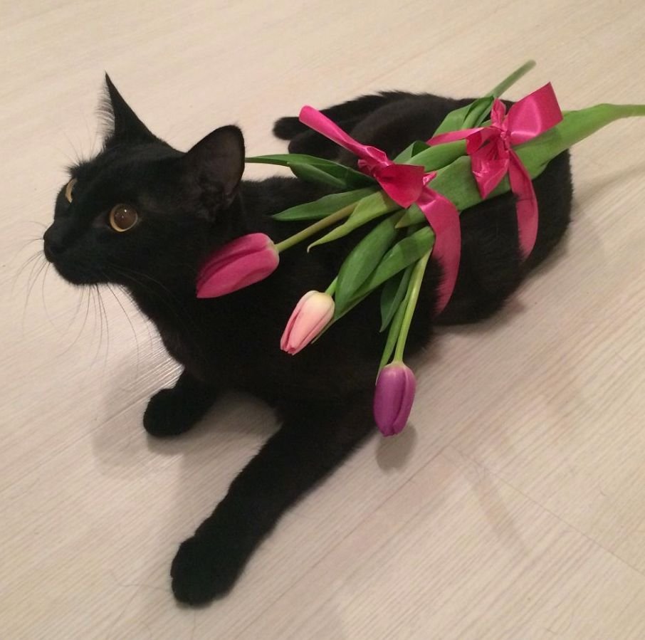Черный кот с цветами