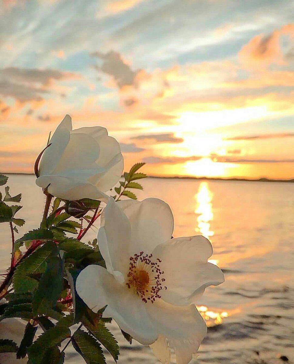 Утро море цветы