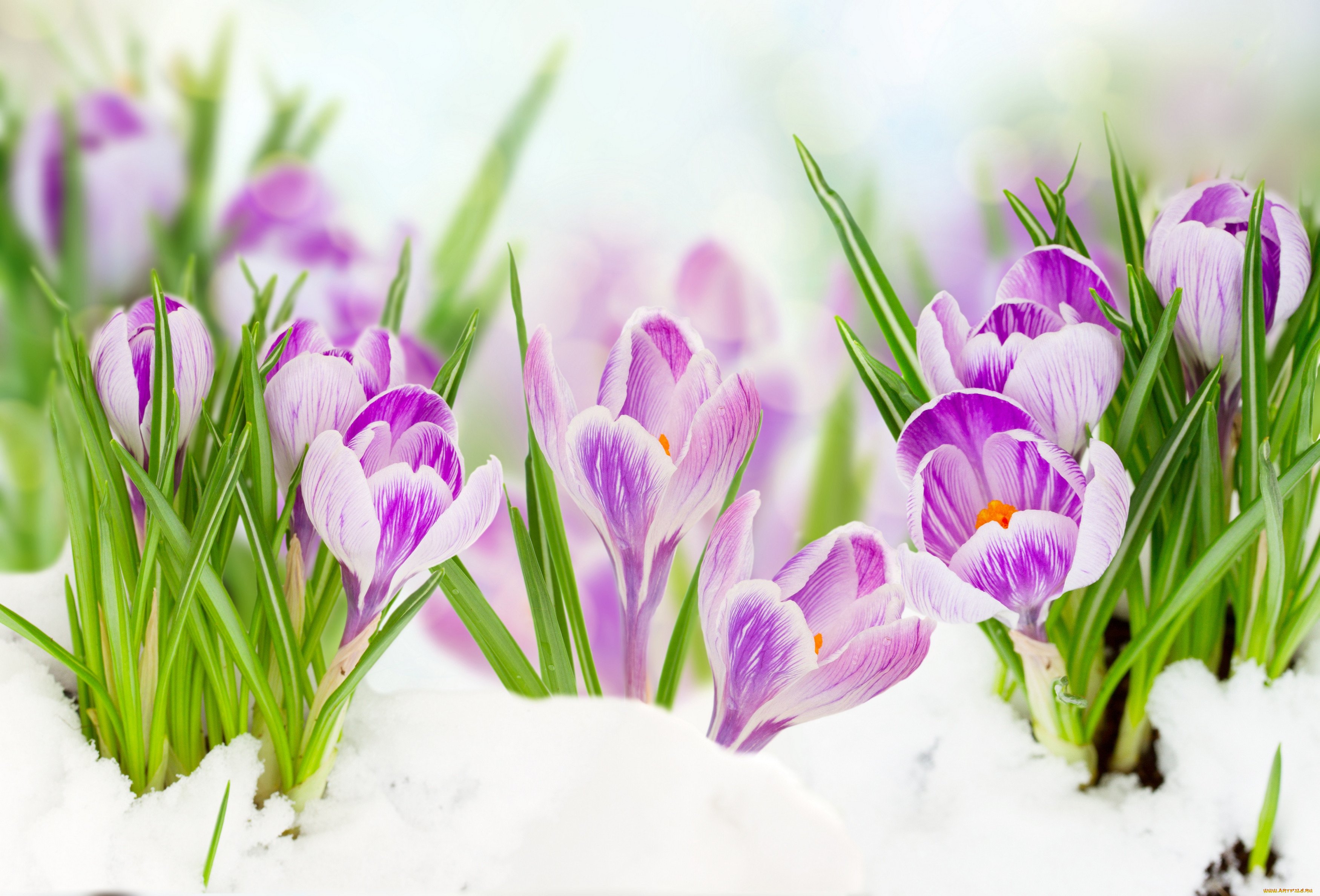 Начало весны открытки красивые. Первоцветы (подснежники, крокусы, гиацинты).. Первоцветы крокусы. Крокус фиолетовый первоцвет. Первоцветы подснежники крокусы.