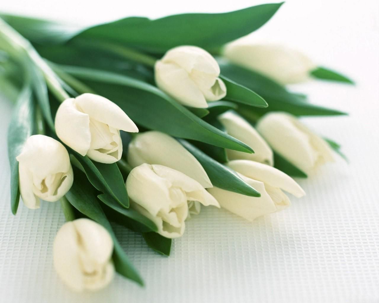 Букет весенних поздравлений. Белые тюльпаны.