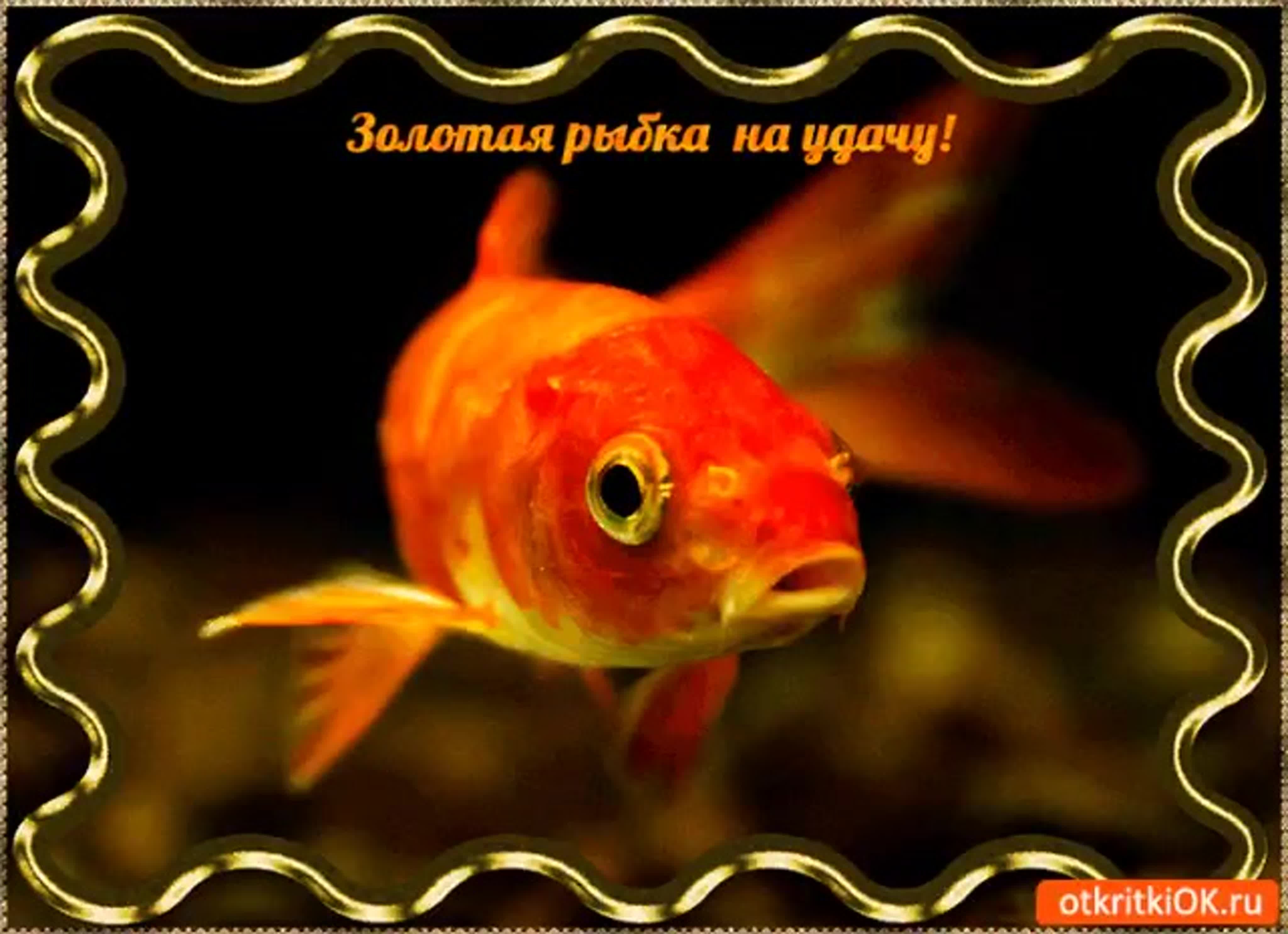Открытка с золотой рыбкой. Рыбка исполнения желаний. Золотая рыбка с пожеланиями. Рыбки с пожеланиями. Надпись Золотая рыбка.