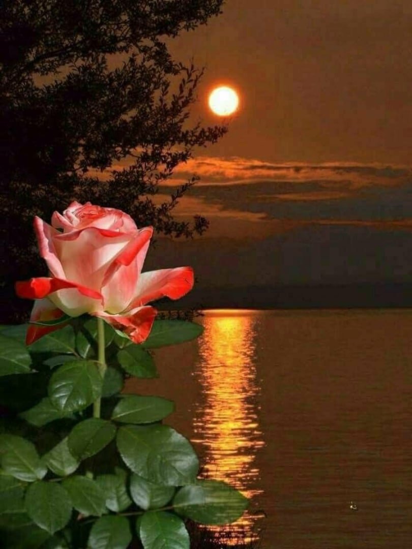 картинки добрый вечер с пожеланиями розы