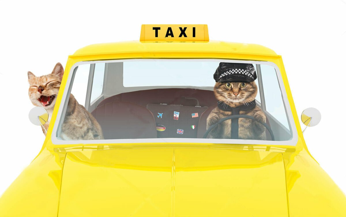 Котик таксист