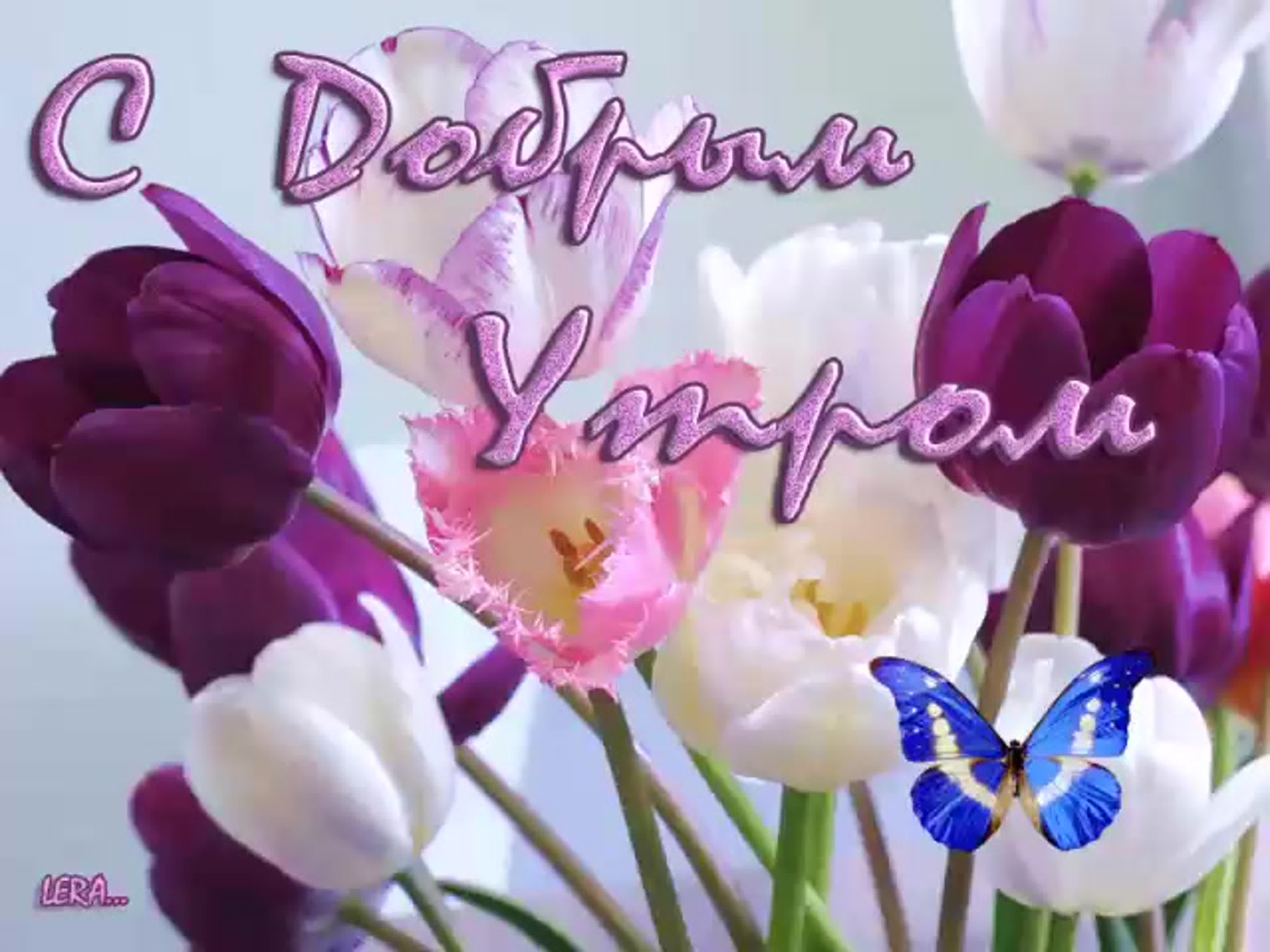 С добрым утром картинки весенние цветы надписями. Тюльпан сиреневый. Тюльпан Spring Fragrance. Шикарные тюльпаны. Тюльпан фиолетовый.