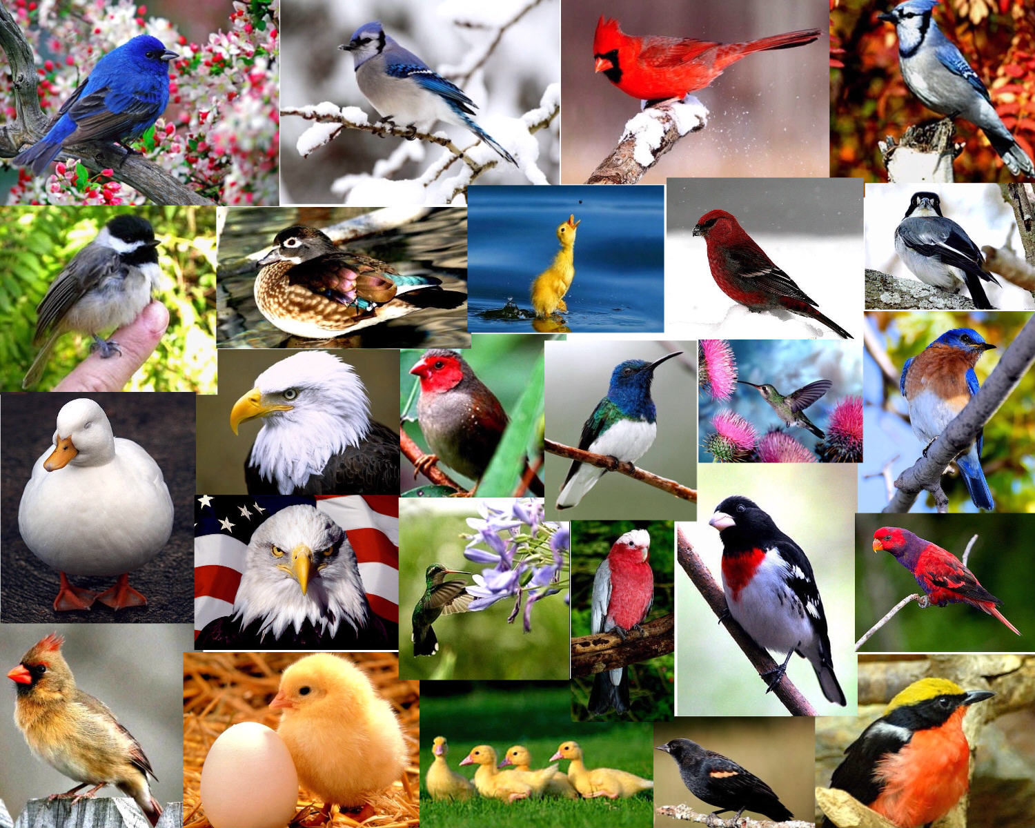 1 вид птиц. Много разных птиц. Птицы коллаж. Несколько птиц. Много птиц на одной картинке.