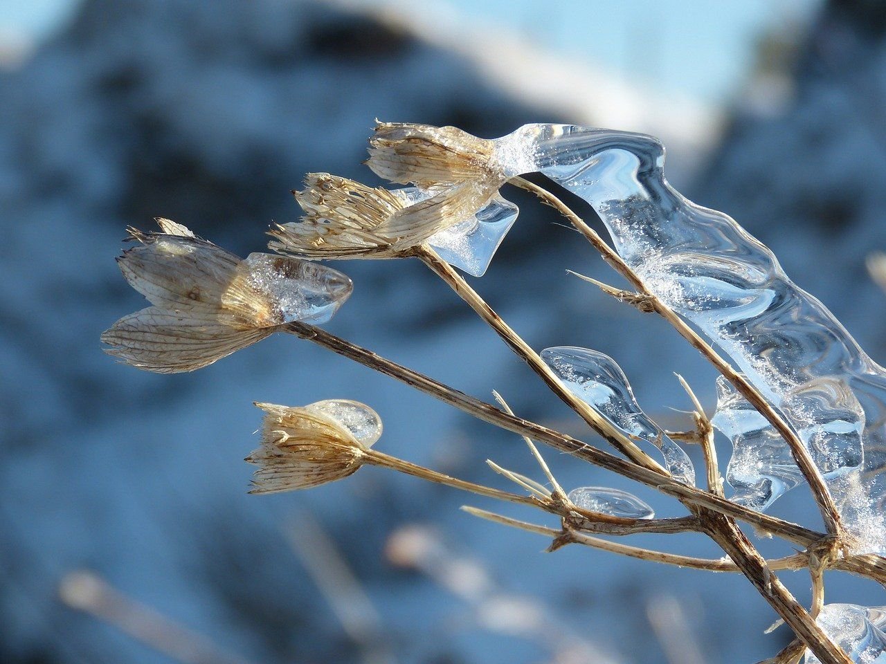 Сухоцветы во льду