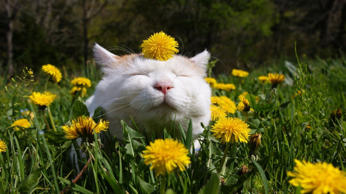 Доброго весеннего дня смешные картинки. Счастливый кот. Летний кот.