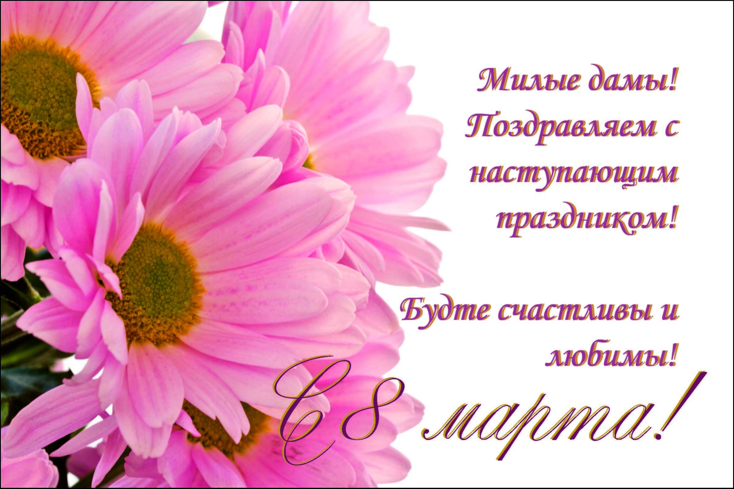 С наступающим женским днем картинки красивые. Фон цветы. Открытка цветы. Розовая Хризантема на белом фоне.